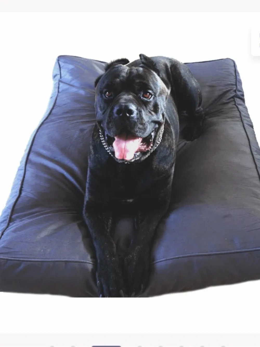 CHEW PROOF DOG BED